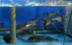 Fresh Fish in Sokcho