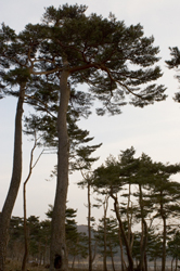 Korean Trees near Hwa chin poh