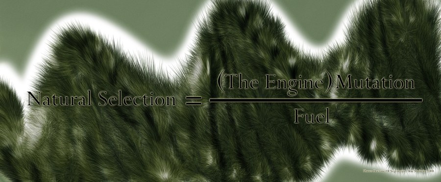 Phanes' Doctrine Of Negentropy